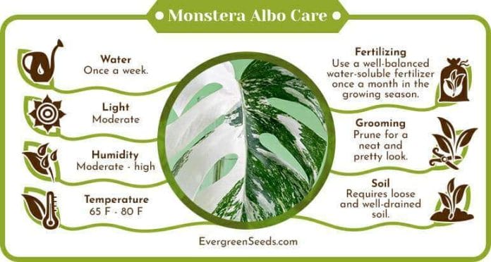 Monstera Albo Care Infographic
