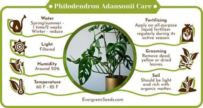 Philodendron Adansonii Care Infographic