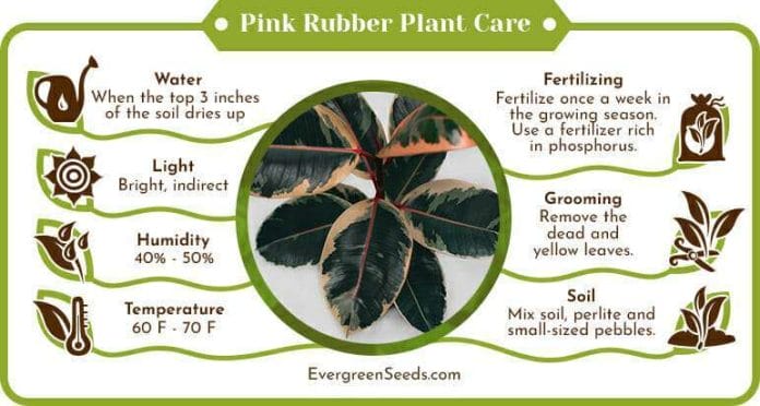 Pink Rubber Plant Care Infographic
