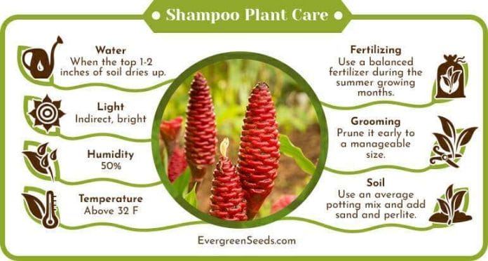 Shampoo Plant Care Infographic