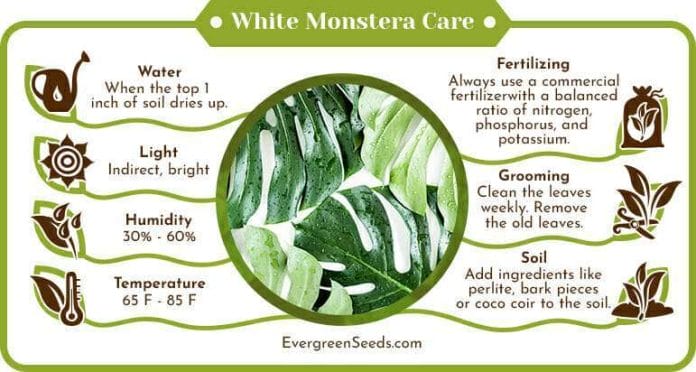White Monstera Care Infographic