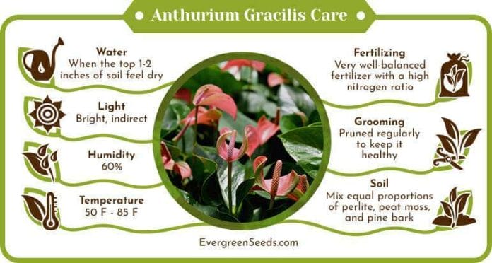 Anthurium Gracilis Care Infographic
