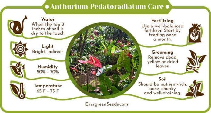 Anthurium Pedatoradiatum Care Infographic