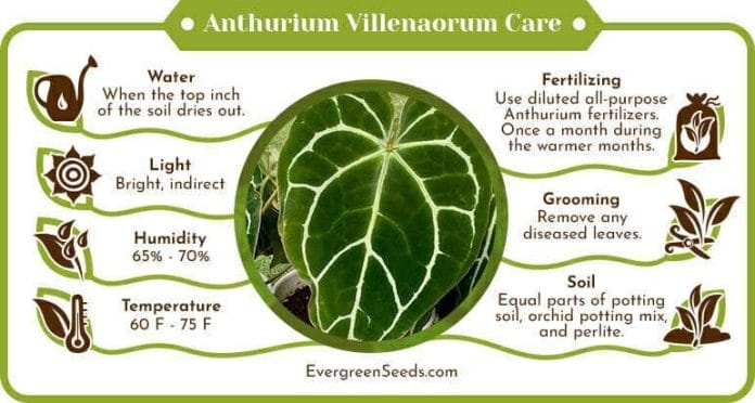 Anthurium Villenaorum Care Infographic