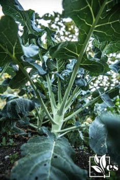 Broccoli Plant Growing, Close - up