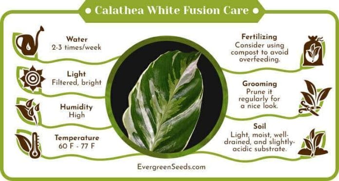 Calathea White Fusion Care Infographic