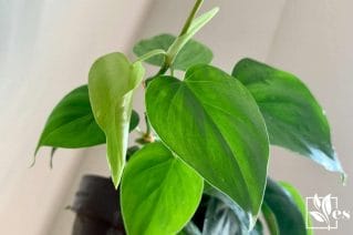 Close look of Philodendron Houseplant