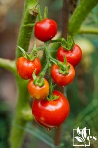 Fresh Tomatoes Plants