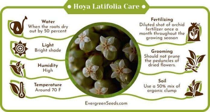 Hoya Latifolia Care Infographic