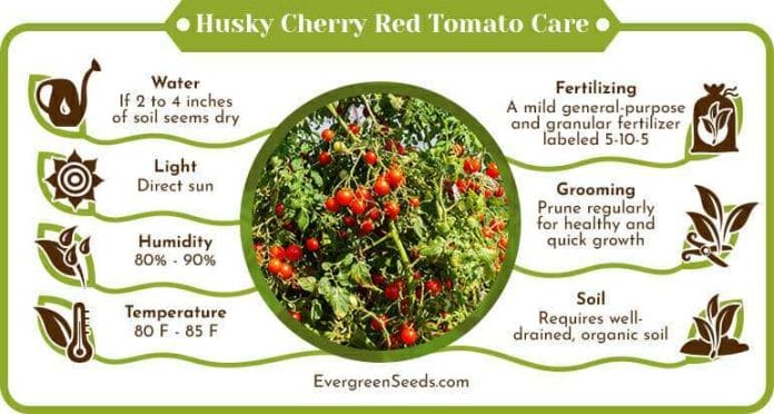 Husky Cherry Red Tomato Care Infographic