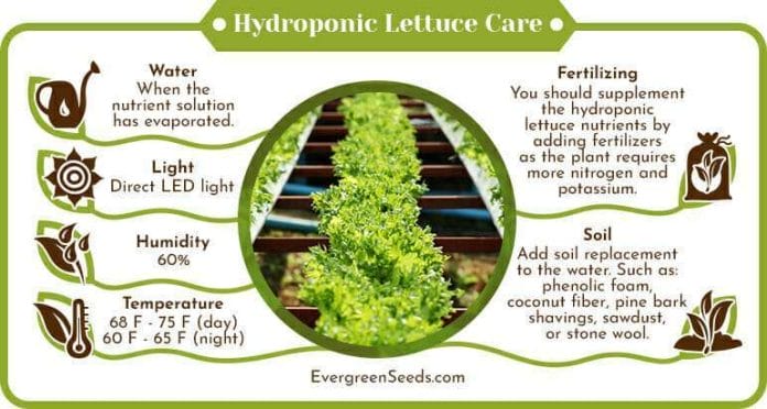 Hydroponic Lettuce Care Infographic