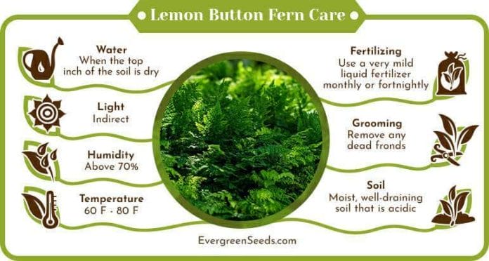 Lemon Button Fern Care Infographic