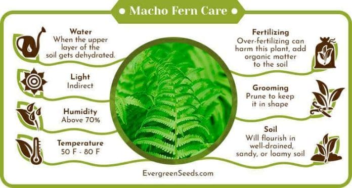 Macho Fern Care Infographic