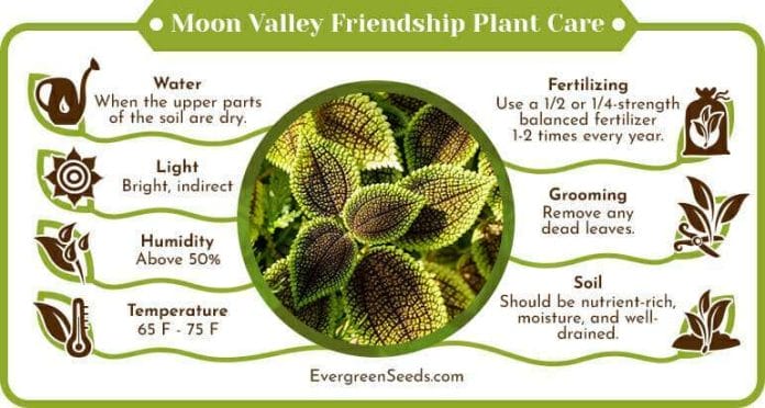 Moon Valley Friendship Plant Care Infographic