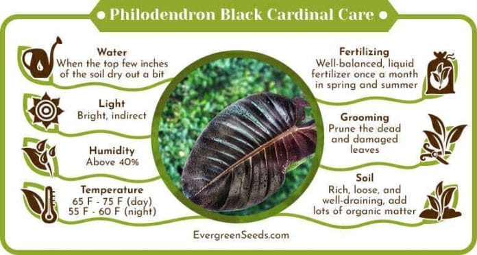 Philodendron Black Cardinal Care Infographic