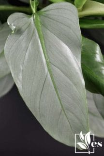 Philodendron Hastatum' or 'Silver Sword'