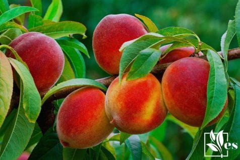 Ripe Peach Branch