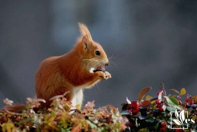 Squirrel on a potted plant