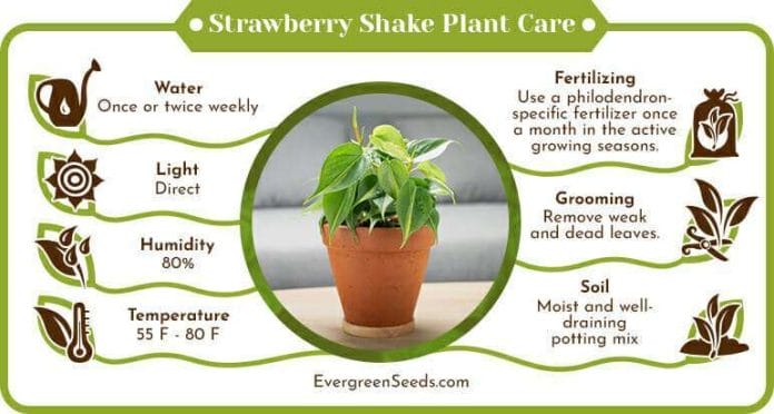 Strawberry Shake Plant Care Infographic