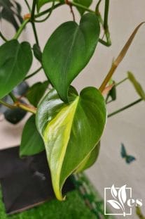 The Philodendron Brasil
