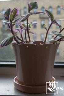 Tradescantia Nanouk - Purple potted plant