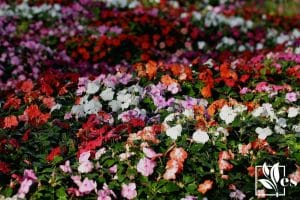 colorful or petunias in thailand