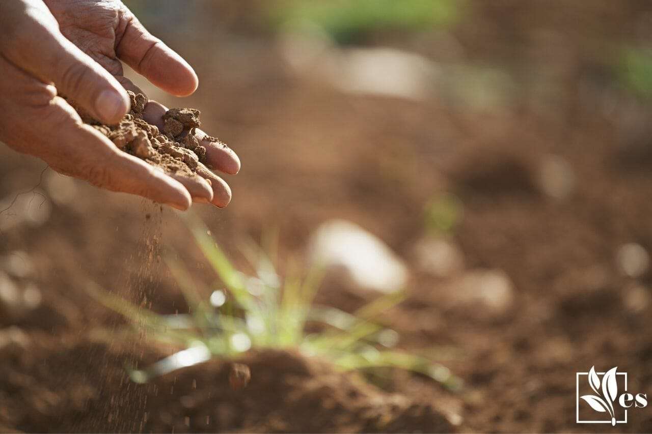 how-to-lower-soil-ph-in-potted-plants-a-complete-guide