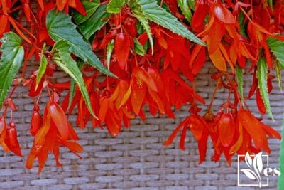3. Begonia Boliviensis