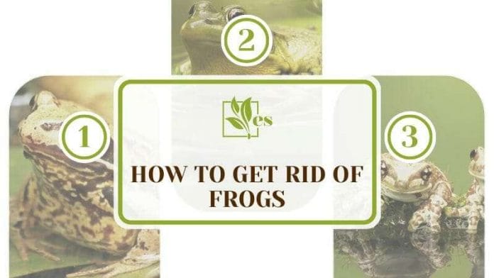 How To Get Rid of Frogs