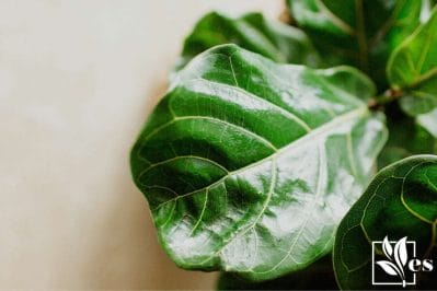 a close look of Fiddle Leaf Fig Leaves