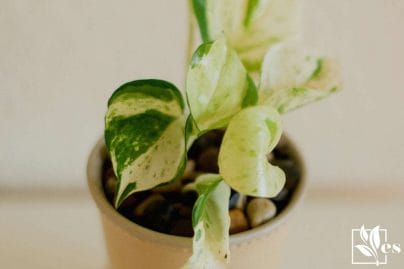a variegated pothos plant called pearls and jade pothos in a pot