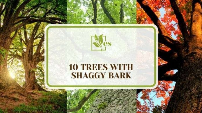 10 Trees With Shaggy Bark