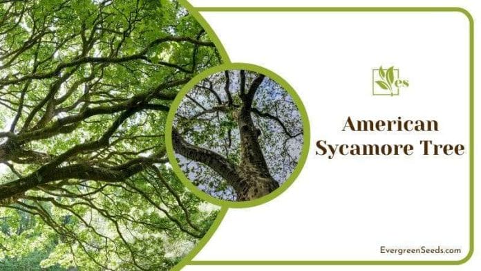 American Sycamore Tree 