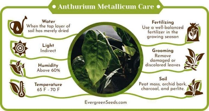 Anthurium Metallicum Care Infographic
