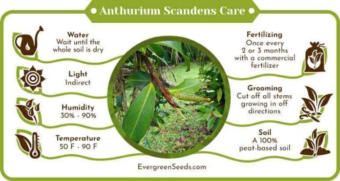 Anthurium Scandens Care Infographic