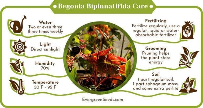 Begonia Bipinnatifida Care Infographic