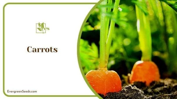 Carrots Roots and Plants like Arugula