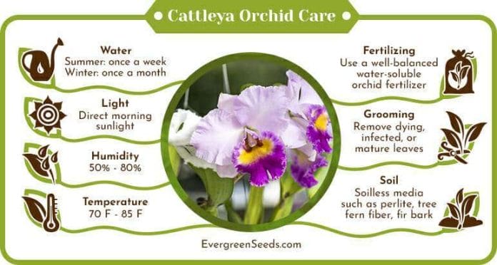Cattleya Orchid Care Infographic