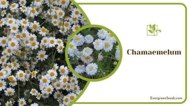 Chamaemelum Plant Rosemary Similarity
