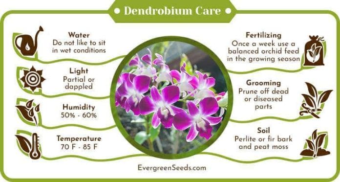 Dendrobium Care Infographic