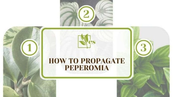 How To Propagate Peperomia