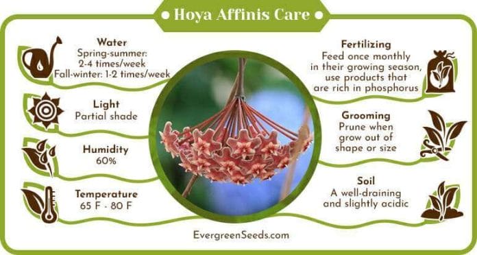 Hoya Affinis Care Infographic