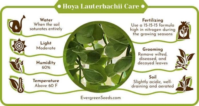 Hoya Lauterbachii Care Infographic