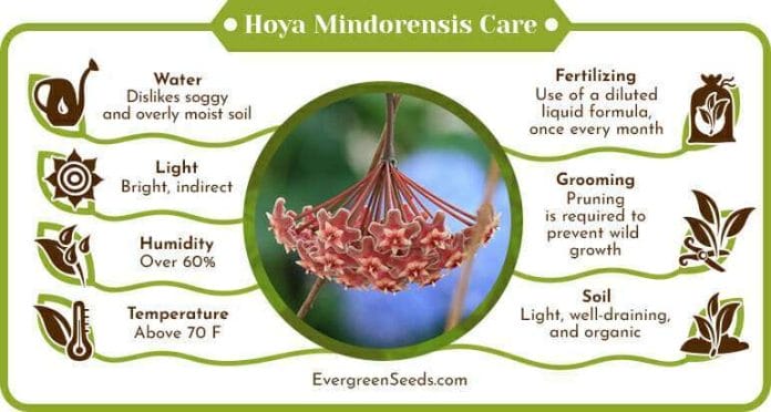 Hoya Mindorensis Care Infographic