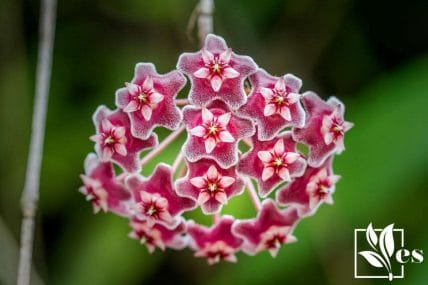 Hoya flowers shaped like star