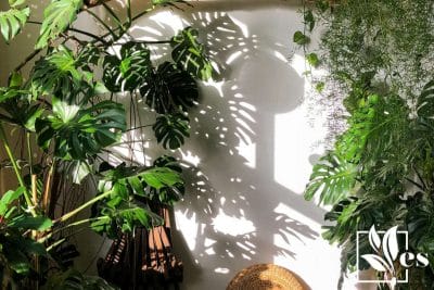 Monstera Plants Indoors