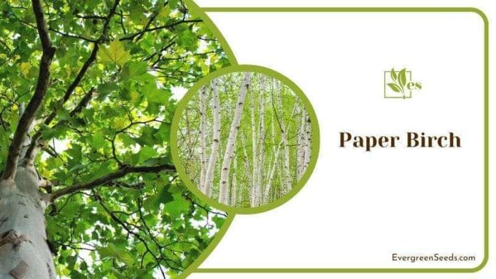 Paper Birch Tree