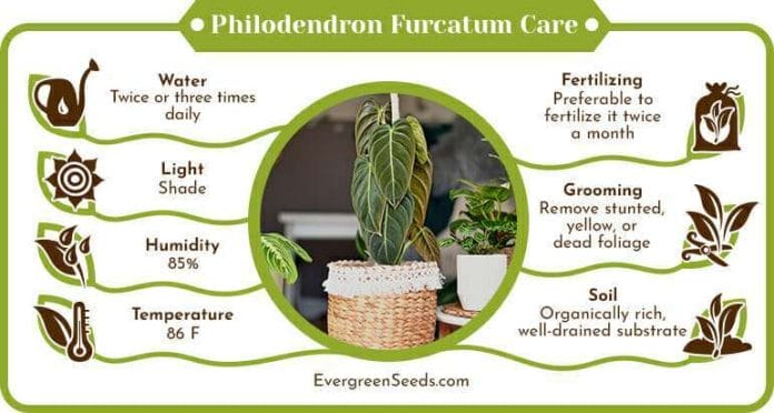 Philodendron Furcatum Care Infographic