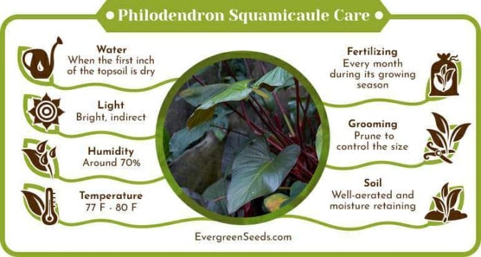 Philodendron Squamicaule Care Infographic