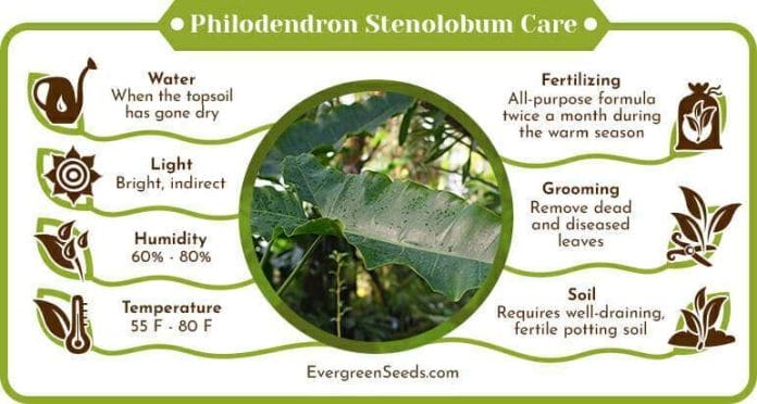 Philodendron Stenolobum Care Infographic
